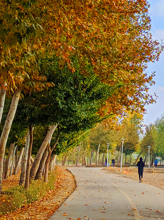 منتزه غابة ناجوان